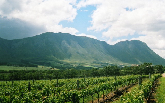 babylons vineyard0048 babylons vineyard0048